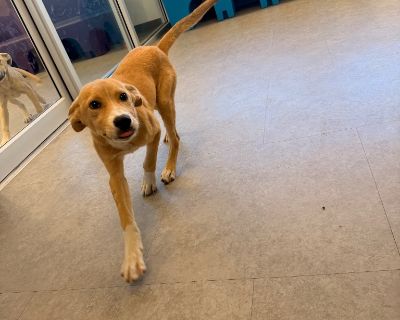 All animals must be spayed and neutered All animals will be fully vetted prior to Adoption. Health Vaccinations up to date.. Puppy Male Medium