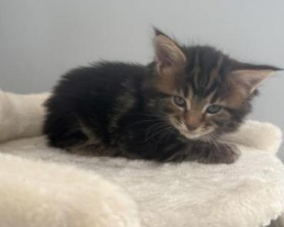 Ruby - Maine Coon Female Kitten For Sale