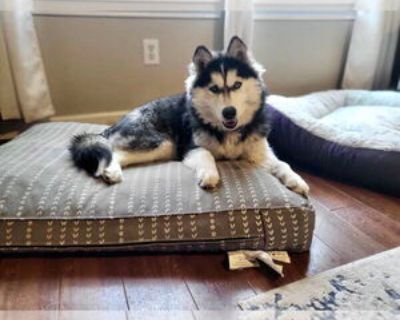 Young * Location Carrollton, TX, 75011 USA USA *. Dog Breed: Siberian Husky (long coat). Adoption Fee: 385.00. Lizzie is a small husky around 2 years old! She is profoundly blind but once she settles into your home, she is warm, playful and cuddly. She is very smart and high energy! Due to previous experience, she's shy around men and would do best in a home with a woman present. She is looking...