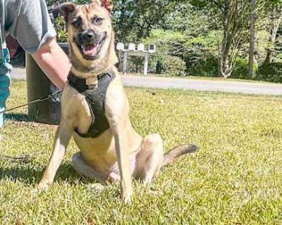 Little Man - Mixed Breed (Medium)/Pug Mix Male Dog for Adoption