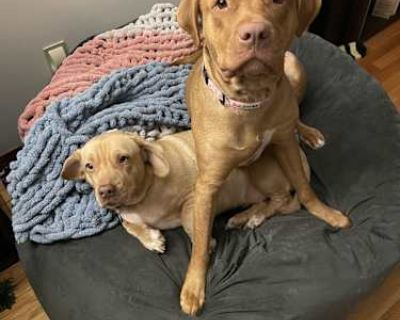 Apple - American Pit Bull Terrier/Labrador Retriever Mix Female Dog for Adoption
