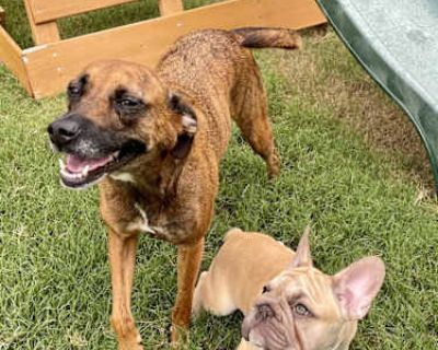 Daisy - Mountain Cur Female Dog for Adoption