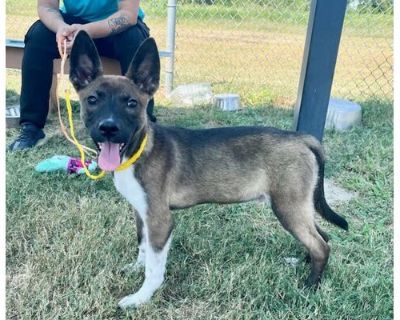 AZRIEL - Belgian Malinois Male Puppy for Adoption