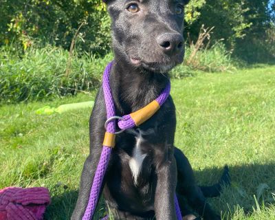 Shadow - German Shepherd Dog Mix Male Puppy for Adoption