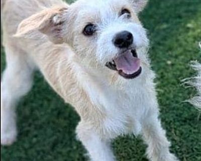 Spaghetti - Schnauzer (Miniature)/Poodle (Miniature) Mix Male Puppy for Adoption