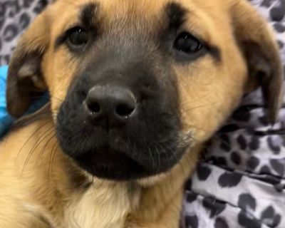 Health Vaccinations up to date.. Puppy Female Small