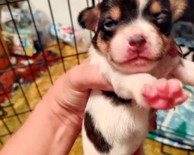 Rat terrier best sale puppies craigslist