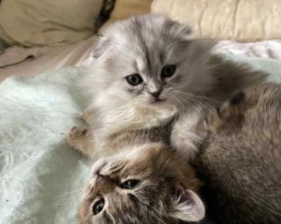 Household pet. Champion bloodlines. Not registered. Litter trained ???? Eats solid food ???? Very friendly and used to people ???? Loves to play and explore ???? Clean, healthy, and well cared for ???? Ready to join a loving home! ????. Adorable kitten a true little cutie! ???? Very playful and affectionate, loves attention and enjoys chasing toys. Fully litter trained and eats on his own. Perf...