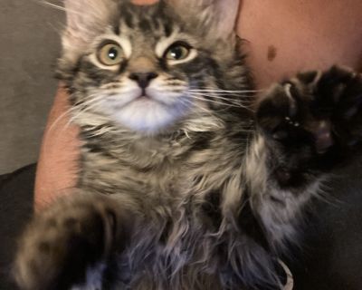 Saki is a super sweet, playful girl with a big personality (and even bigger feet - she's polydactyl with extra toes!). She loves to play rough and tumble, bringing plenty of energy and sass to the party. Don't be surprised if she gives a little love bite to your face - it's just her way of saying she likes you - followed by kisses and cuddles once she's all tuckered out. Saki came to us as a si...