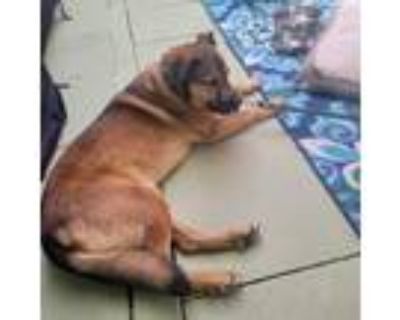 Adopt Buddy a Brown/Chocolate German Shepherd Dog / Mixed dog in Coral Springs