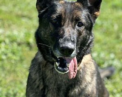 Crimson - German Shepherd Dog Female Dog for Adoption