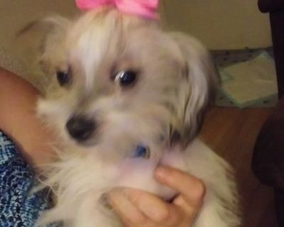 Chinese crested females 7 months old...
