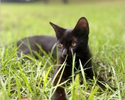 This stunning little lady is Raven, a sleek black Abyssinian kitten with mesmerizing golden-yellow eyes that shine like jewels. She carries herself with elegance and grace, very much a little princess, but beneath that regal beauty is a playful spirit just waiting to blossom. Raven has a sweet temperament and is learning to trust more each day. She's a bit shy at first, but once she feels secur...