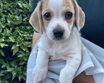 LeMond - Jack Russell Terrier/Beagle Mix Male Puppy for Adoption