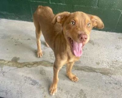 Dorado - Golden Retriever/Terrier (Unknown Type, Medium) Mix Male Puppy for Adoption