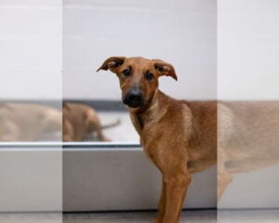 Clove - Female Doberman Pinscher-Unknown Mix Baby for Adoption