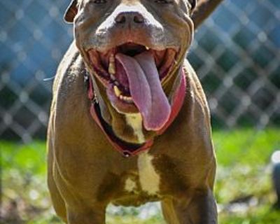 Shenron - American Pit Bull Terrier/Mixed Breed (Medium) Mix Male Dog for Adoption