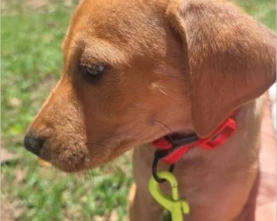 Boomer - Male Puppy Beagle / Lab for Adoption