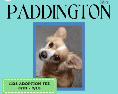 Paddington - Chihuahua Mix Male Dog for Adoption