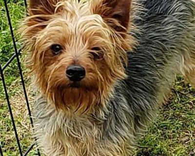 Gabriel - Yorkie, Yorkshire Terrier Male Dog for Adoption