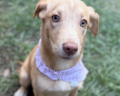 Claire - Mixed Breed Female Dog for Adoption