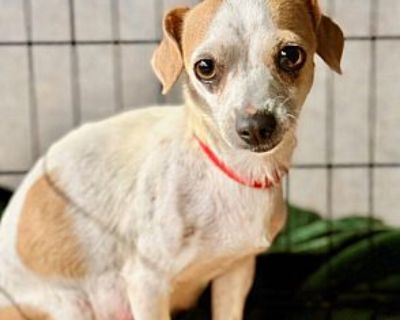 barbara - Chihuahua/Jack Russell Terrier Mix Female Puppy for Adoption