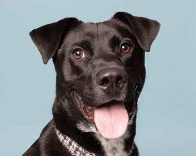Nado - Labrador Retriever/American Pit Bull Terrier Mix Male Dog for Adoption