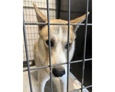 Aaron - Husky/Mixed Breed (Medium) Mix Male Dog for Adoption