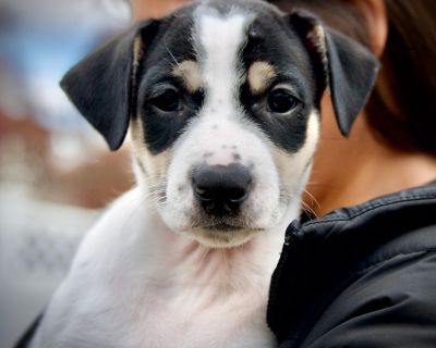 Introducing the Gilmore Girls Litter! These adorable mixed breed puppies were born on September 25, 2025 to their sweet Mama, Loralei. From day one, they ve been surrounded by love, care, and plenty of human interaction, making them social, confident, and ready to join a family. Their mom is a mid-sized sweetheart (about 40 pounds) who looks like a hound or feist mix. Dad is unknown, though a f...