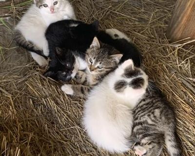 Farm kittens