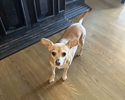 Milley - Chihuahua Female Dog for Adoption