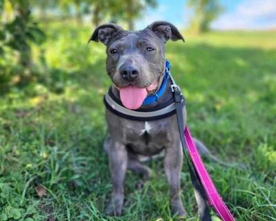 Fleur - American Pit Bull Terrier/Shar Pei Mix Female Dog for Adoption