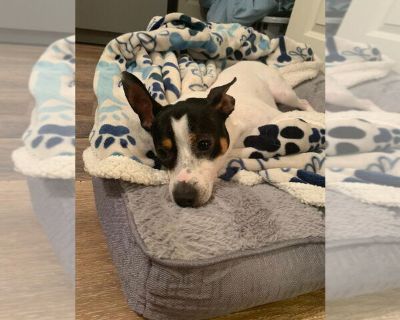 COURTESY POST: Ace - Rat Terrier Male Adult Dog for Adoption