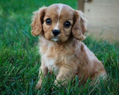 3 Male and 2 Female Cavalier King Charles Spaniel Puppies for Sale