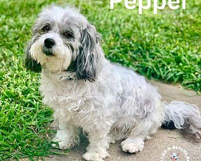 Pepper - Shih Tzu/Poodle (Miniature) Mix Female Dog for Adoption