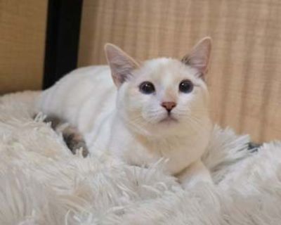 Breed Siamese Color White (Mostly) Age 11 months old, Young Sex Female Pet ID 58296951 Hair Length short