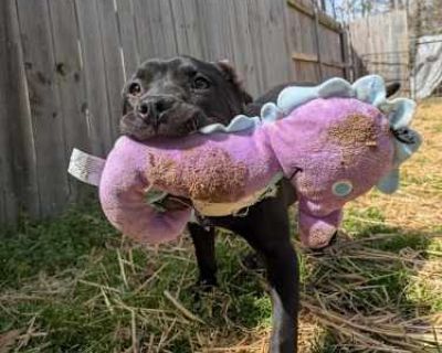 Pipsqueak - Labrador Retriever/Pit Bull Terrier Mix Female Puppy for Adoption