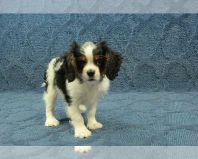 Ronnie - Cavalier King Charles Spaniel Male Puppy for Sale