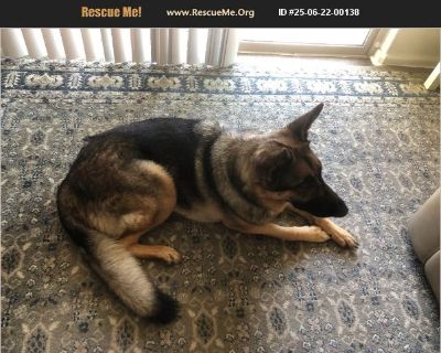 Juno - Female Puppy German Shepherd for Adoption