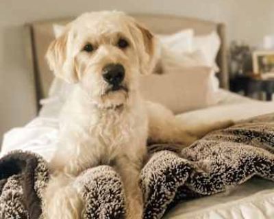 Chewy - Labradoodle/Goldendoodle Mix Male Dog for Adoption