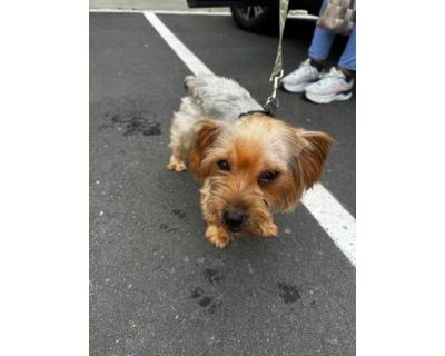 Poncho- ADOPTED - Mixed Breed (Small)/Mixed Breed (Medium) Mix Male Dog for Adoption