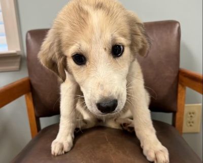 Alexis - Great Pyrenees Mix Female Puppy for Adoption