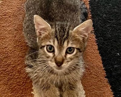 Bandit & Tiger - BONDED BROTHERS - Domestic Short Hair Male Cat for Adoption