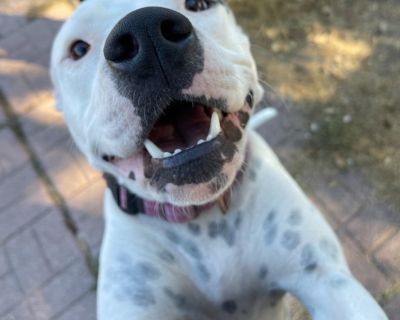 ALL AROUND GAL!!! Dot is a 2yrd old Pit Bull Mix that has loved all animals that crossed her path. She lives with a loving couple that has fostered many animals, ranging from small 20lb Chihuahuas to 75lb Dobermans. She still has puppy energy but definitely enjoys basking in the sun and snoozing on the couch. Her fosters do not have resources to test her with children or cats, but they feel she...