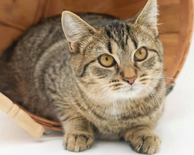 Child. Brown tabby. Hair: short. Microchipped. Vaccinated. Meet Cruella is the SWEETEST! Loves dogs kids EVERYONE!! Our fosters are have so many kittens are now big enough to be adopted. They are anywhere from 8 to 10 wks old so ALL are TOO SMALL TO GO as SOLO pets to a home UNLESS u already have a young cat in your home - so have to be paired up. They are absolutely the sweetest and simply som...