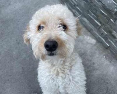 Finn - Goldendoodle Male Dog for Adoption