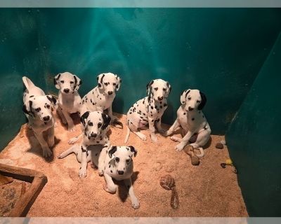 Litter of 7 - Dalmatian Male Puppy for Sale