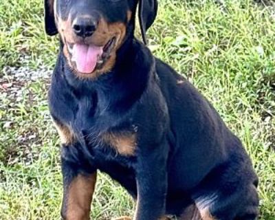 PUPPY NATASHA - Doberman Pinscher/Rottweiler Mix Female Puppy for Adoption