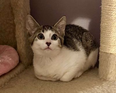 Child. White. ##2532226## Adoption process Our Adoption Application is located on our website, along with Information about adopting, adoption fees and about us! We will need you to fill out the Adoption Application and submit it, prior to setting a date and time to visit the rescued animals. Our website has lots of information to help potential adopters and pet parents find answers to most any...