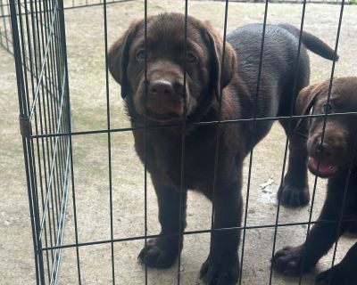 2 Female Labrador Retriever Puppies for Sale